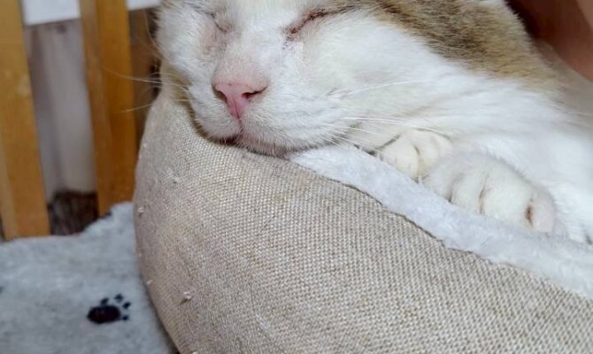 【お茶の水】〜新之介〜