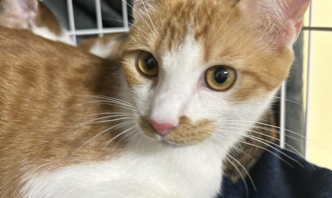 シャオシャオ＆チェンシーがトライアル開始です‼️