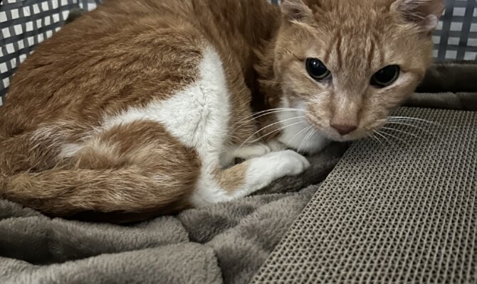 オハナ＆フネ＆モグが一緒にトライアルへ‼️