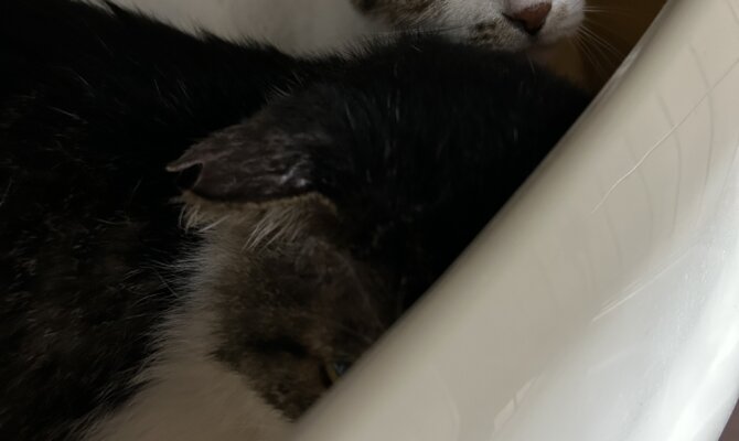 ブディーノ＆クリープ🍎が一緒にトライアル開始‼️