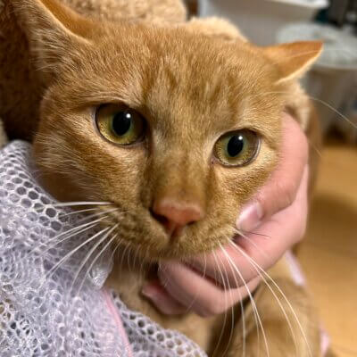 マイティキック【ちびびの森シェルター】