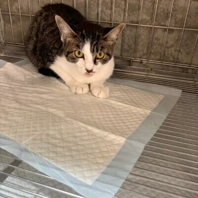 シンシン【ちびびの森シェルター】