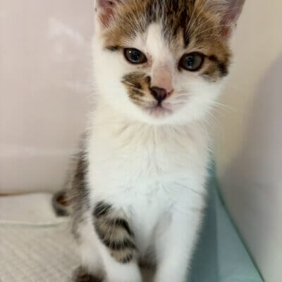 しまりす【ちびびの森シェルター】