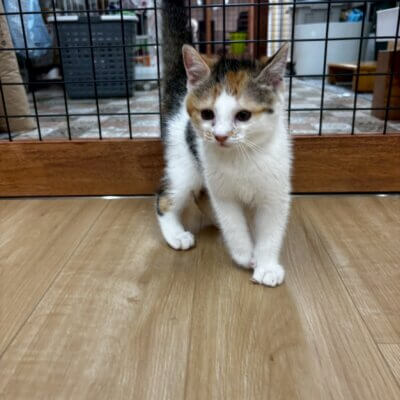 ちんあなご【ちびびの森シェルター】