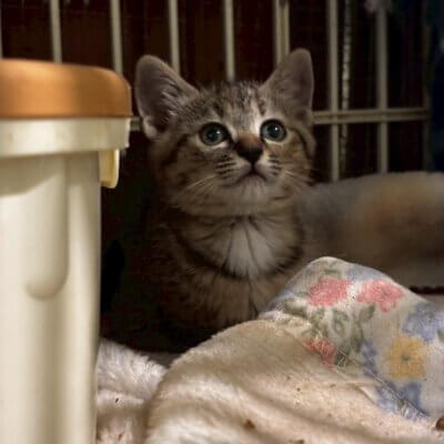 ヤンヤンつけぼー【ちびびの森シェルター】