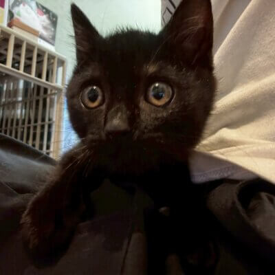 れんこん【ちびびの森シェルター】