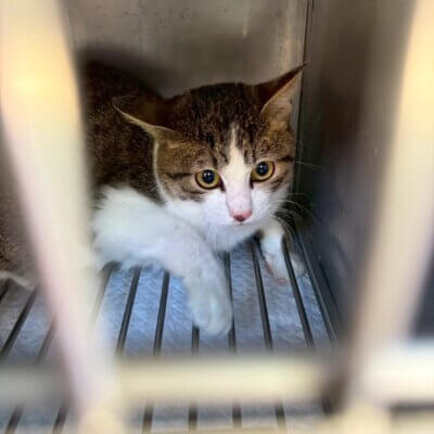 しんとう【ちびびの森シェルター】