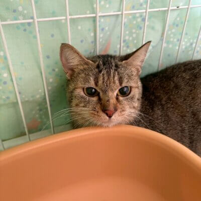 ミスティスラッシュ【ちびびの森シェルター】