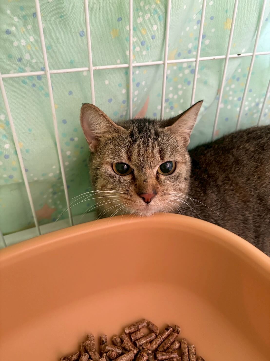 専用ネコ様 Gato様確認用 Gato様確認用 Gato様確認用 ZX-190 公式限定フリース