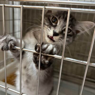 さっしー【ちびびの森シェルター】