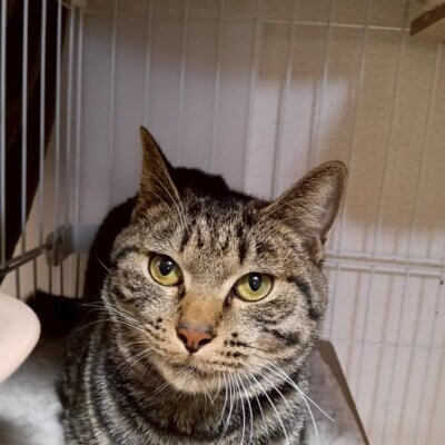 クリムゾンスマッシュ【ちびびの森シェルター】