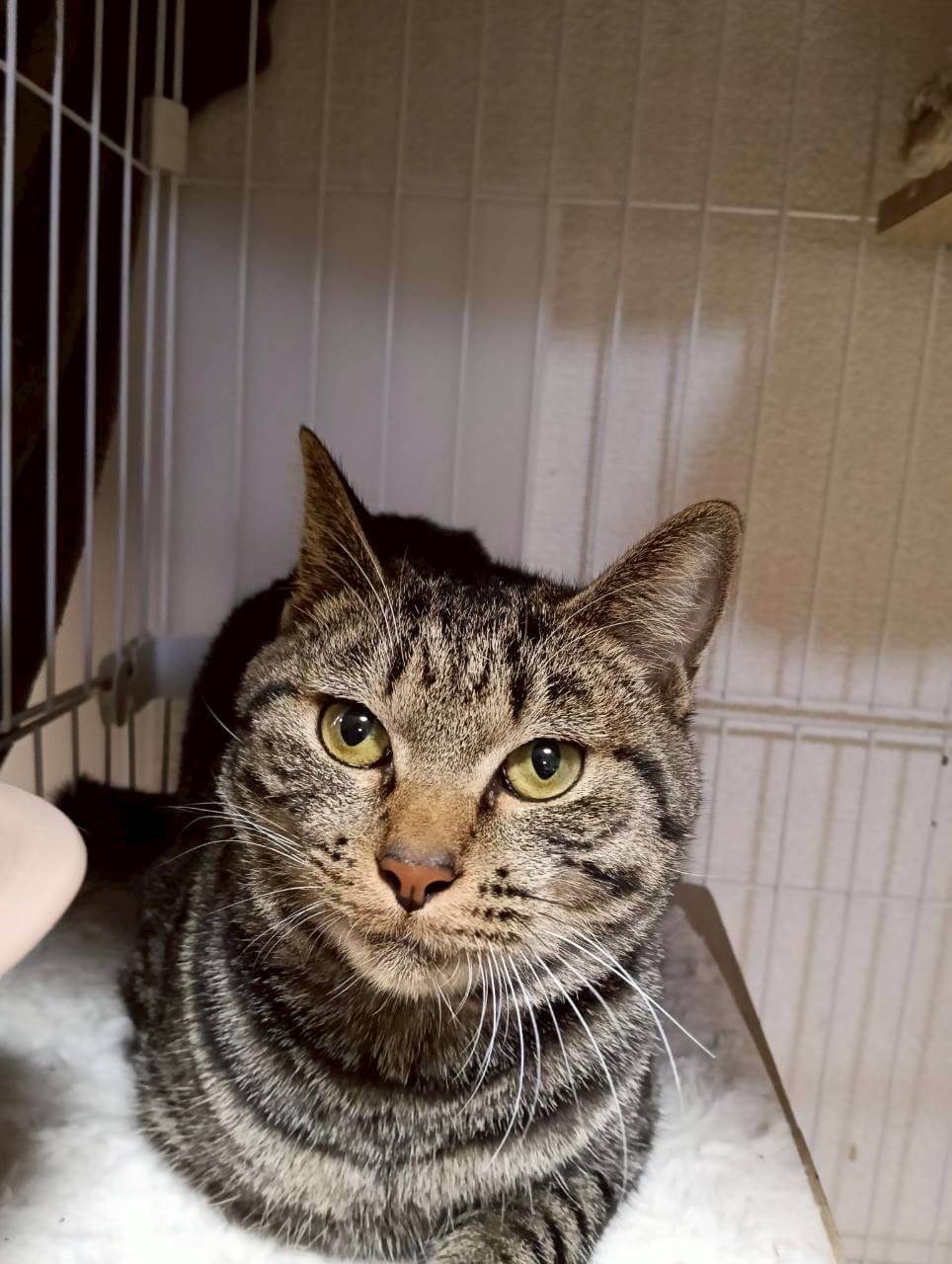 クリムゾンスマッシュ【ちびびの森シェルター】 | ネコリパブリック