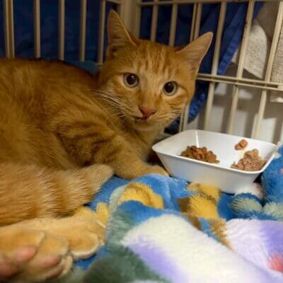 足利くん【ちびびの森シェルター】