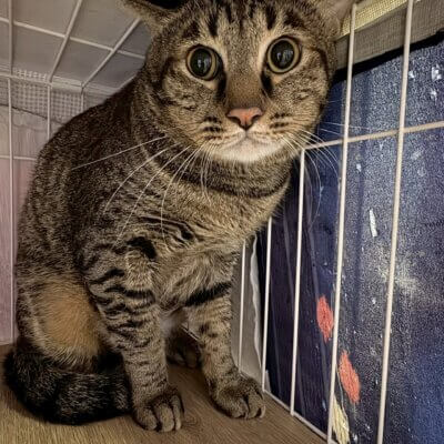 パクチョイ【岐阜店】