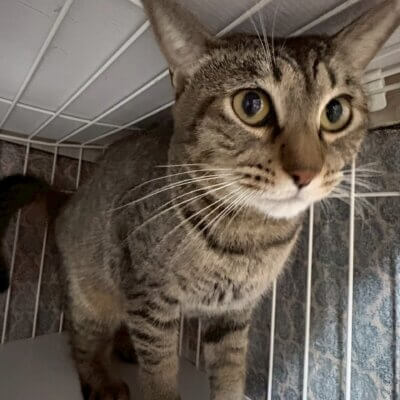 おたふく【岐阜店】