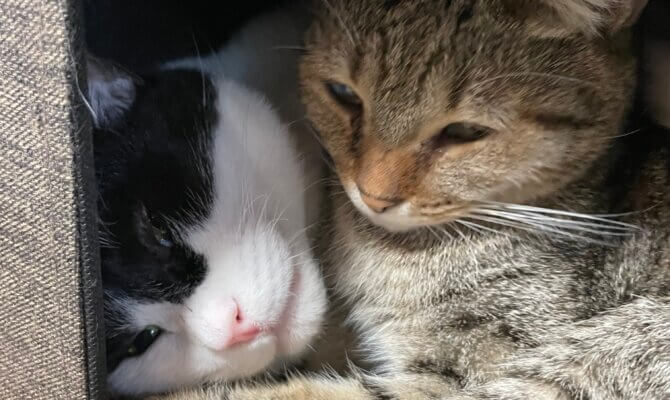 【お茶の水】〜グラタン〜