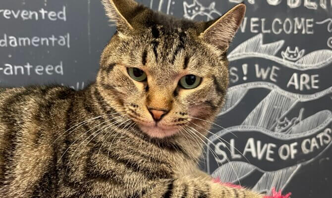 【お茶の水】〜とらお〜