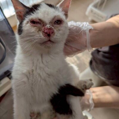 ロキ【ちびびの森シェルター】