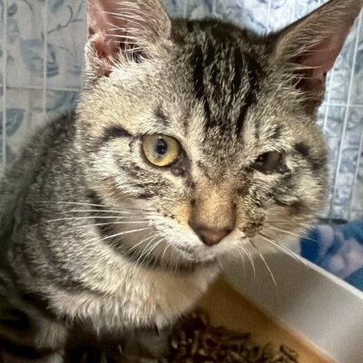 ラキ【ちびびの森シェルター】