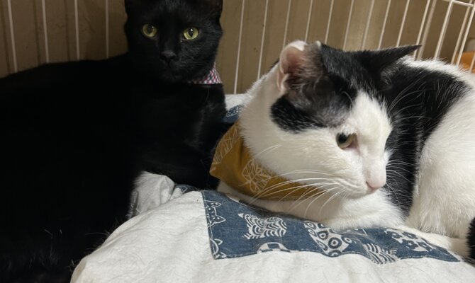 【お茶の水】〜光秀〜