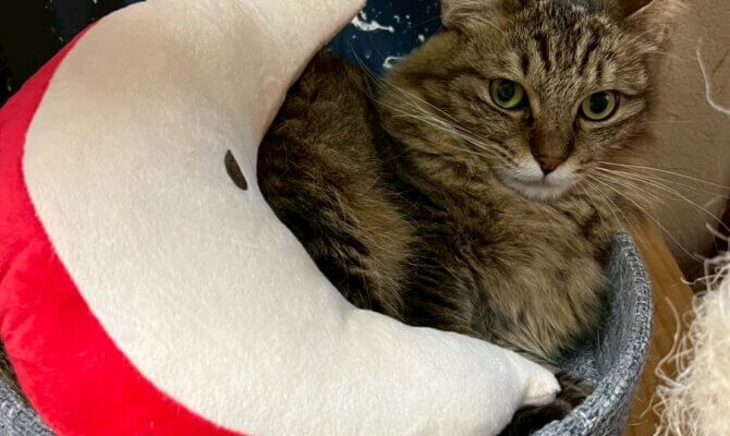 【お茶の水】〜パフェ〜