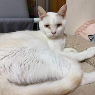 大【ネコリパハウス大阪泉佐野】