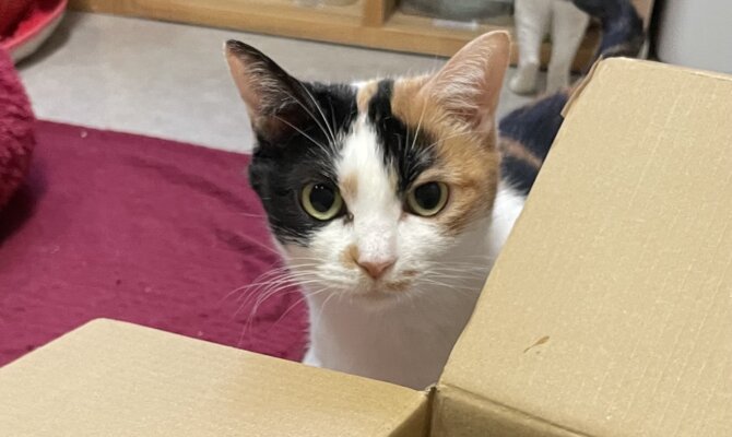 【お茶の水】〜こもび〜