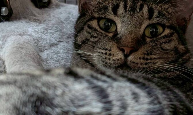 【お茶の水】〜ごぼ天〜