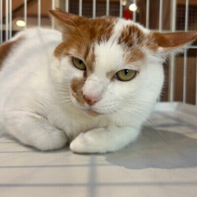 チャッキー【ネコリパハウス大阪泉佐野】