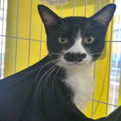 ハチ【大阪熊取店】