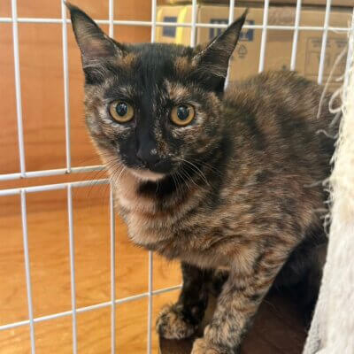 ゴマ【大阪熊取店】