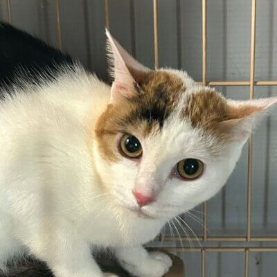 めめ【ネコリパハウス大阪泉佐野】