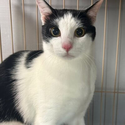 やや【ネコリパハウス大阪泉佐野】