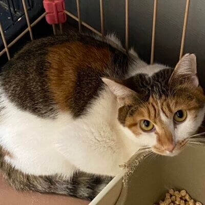 にに【ネコリパハウス大阪泉佐野】