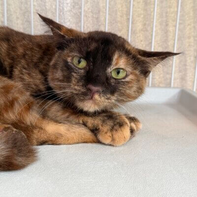 ミミ【大阪熊取店】