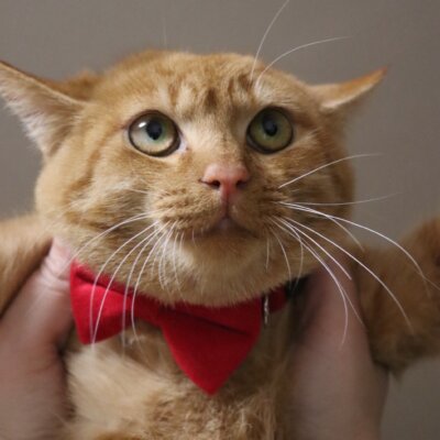 マイティキック【ちびびの森シェルター】