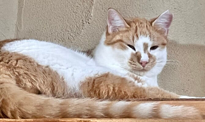 【お茶の水】〜えび天〜