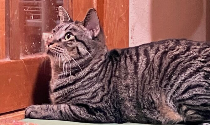 【お茶の水】〜ごぼ天〜