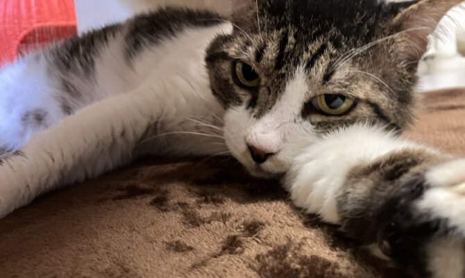 【お茶の水】〜ブディーノ〜
