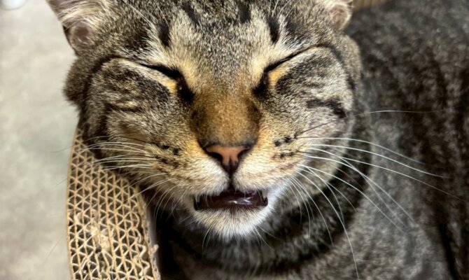 【お茶の水】〜ゴン〜