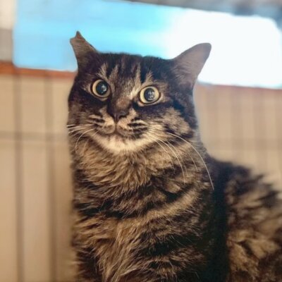 ブンタン【大阪ねこ浴場】