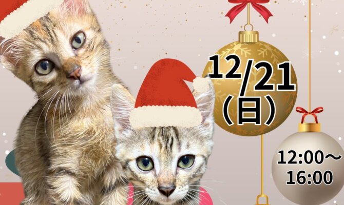 年の終わりに、やさしいご縁を。12月のサンビル保護猫譲渡会✨岐阜市