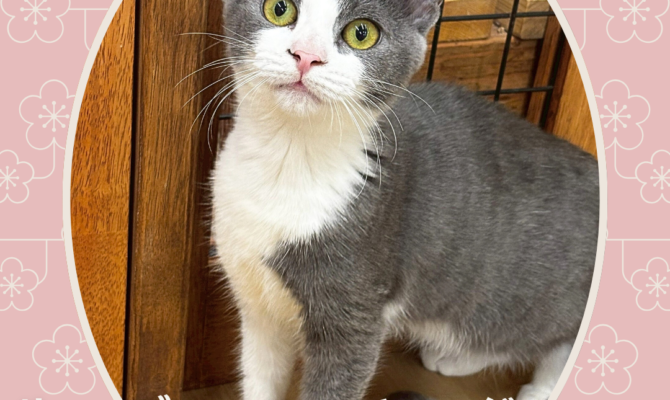 過去も未来も愛して欲しい。岐阜柳ヶ瀬のサンビルで保護猫譲渡会😸🐾