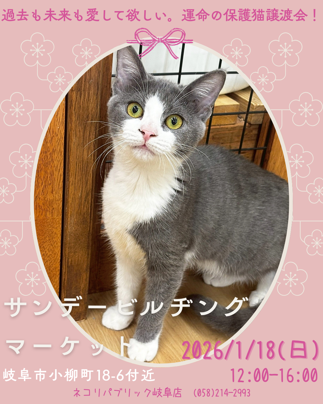 過去も未来も愛して欲しい。岐阜柳ヶ瀬のサンビルで保護猫譲渡会