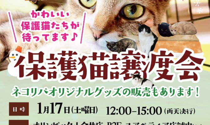 今年初の保護猫譲渡会を開催します🎉