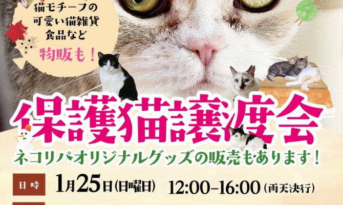 大田区 雪が谷大塚に保護猫たちがやって来る🐾