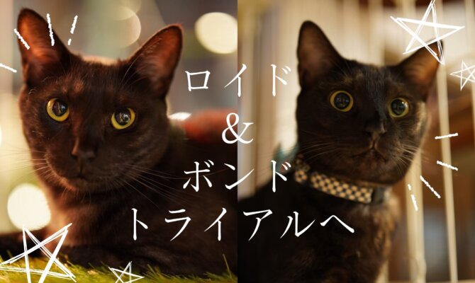 【大阪ねこ浴場】ロイド&ボンド、トライアルへ🐈‍⬛🐈‍⬛💨