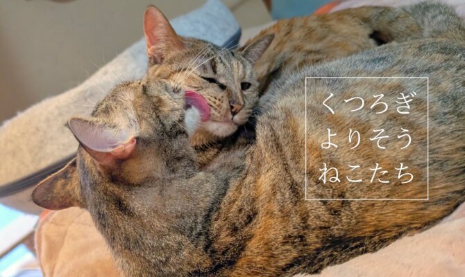 【大阪ねこ浴場】くつろぎ、よりそう、ねこたち