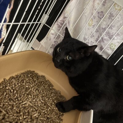 ボーイング【ちびびの森シェルター】