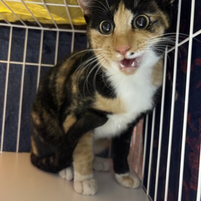 ベルーガ【ちびびの森シェルター】